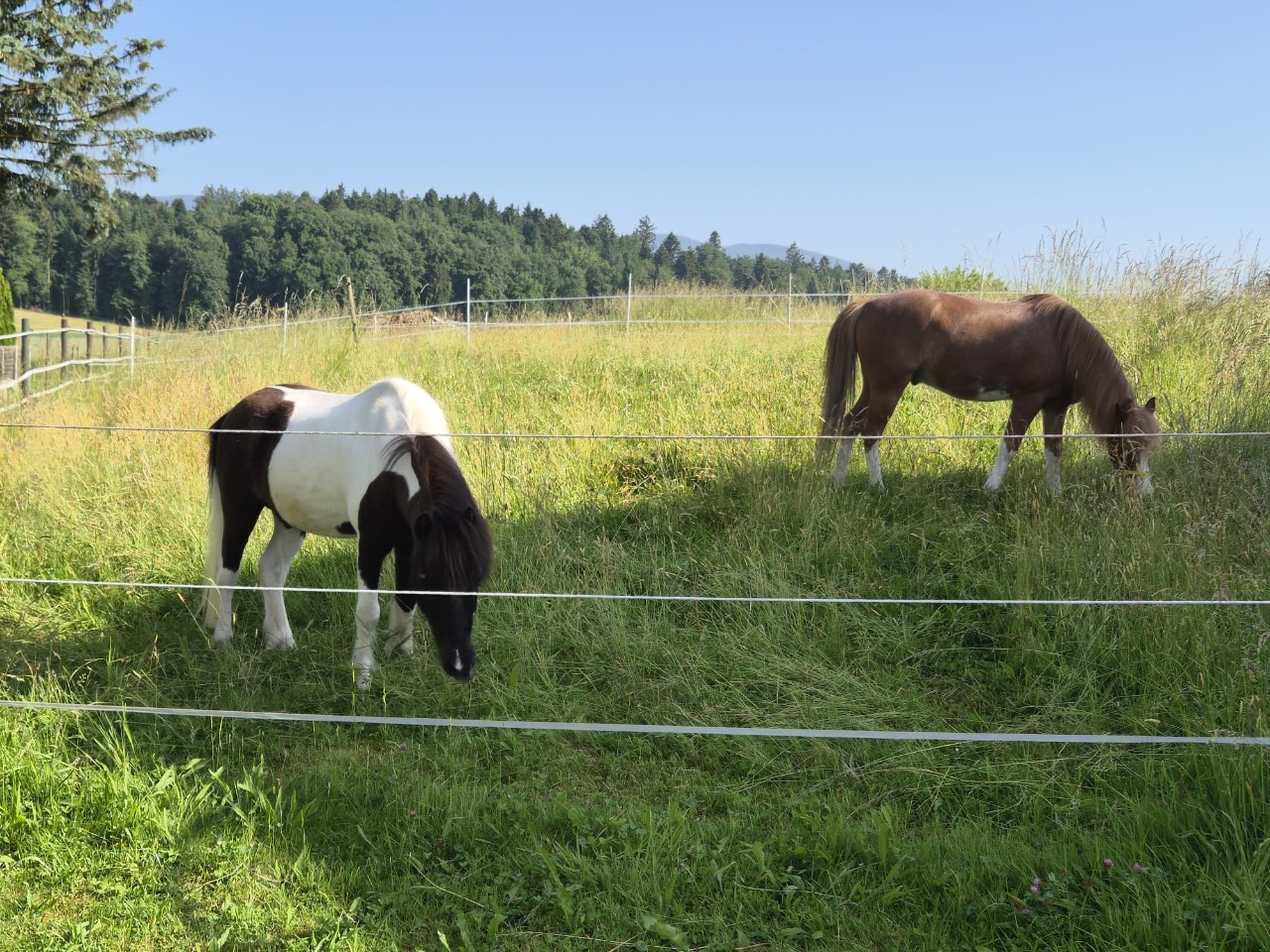 www.pony-hotel.ch